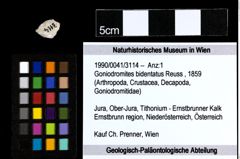 Foto (Objekt + Etiketten) von Goniodromites bidentatus (Reuss, 1859) 